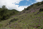 <i>Primula pulchella </i>