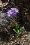<i>Primula pulchella </i>