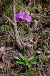 <i>Primula pulchella </i>