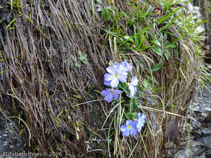 <i>Primula pulchra </i>