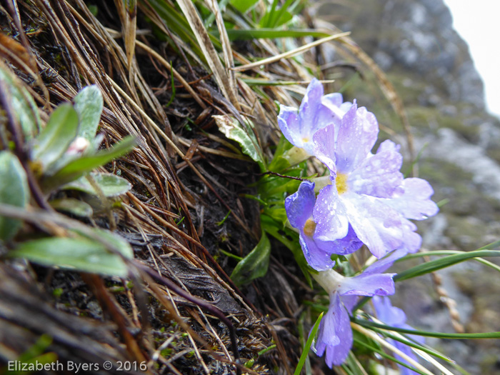 <i>Primula pulchra </i>