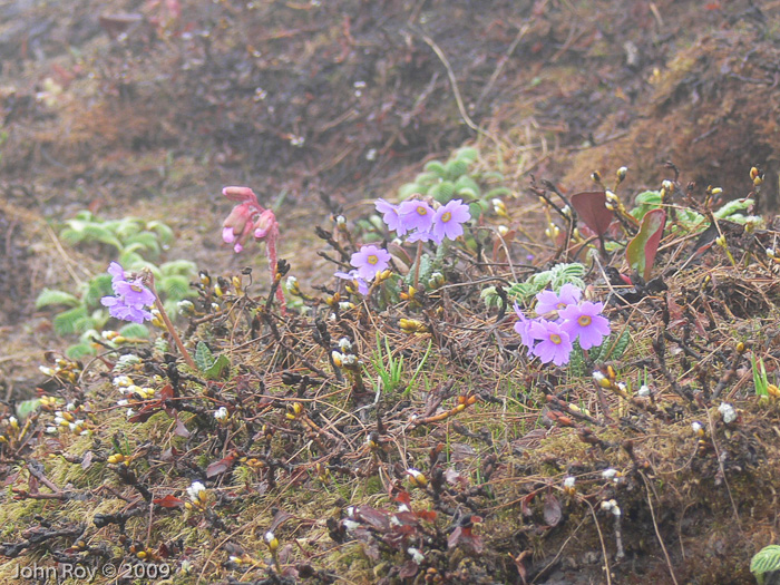 <i>Primula chamaethauma </i>