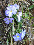 <i>Primula pulchra </i>