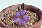 <i>Primula pulchra </i>