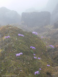 <i>Primula chamaethauma </i>