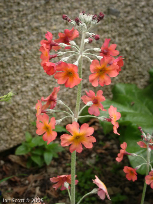 Primula pulverulenta hybrid