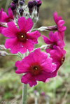 Primula pulverulenta