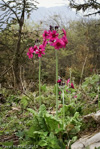 Primula pulverulenta