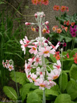 Primula pulverulenta hybrid