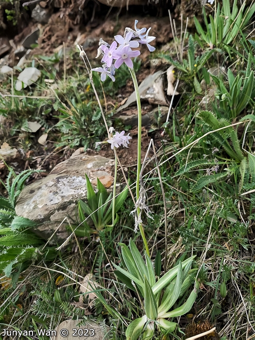 <i>Primula purdomii </i>