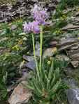 <i>Primula purdomii </i>