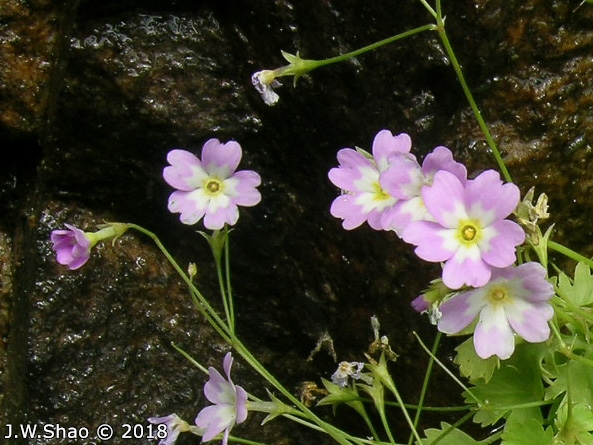 <i>Primula ranunculoides </i>