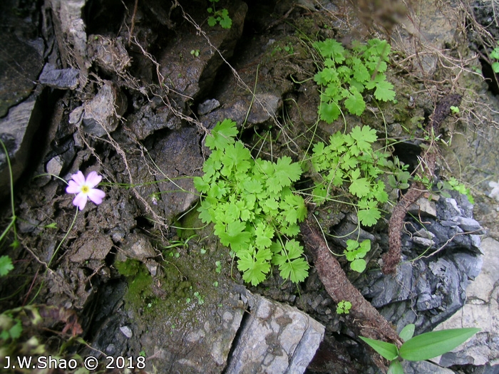 <i>Primula ranunculoides </i>