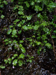 <i>Primula ranunculoides </i>