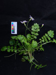 <i>Primula ranunculoides </i>