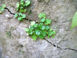 <i>Primula ranunculoides </i>
