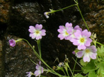 <i>Primula ranunculoides </i>