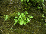 <i>Primula ranunculoides </i>