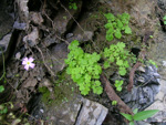 <i>Primula ranunculoides </i>