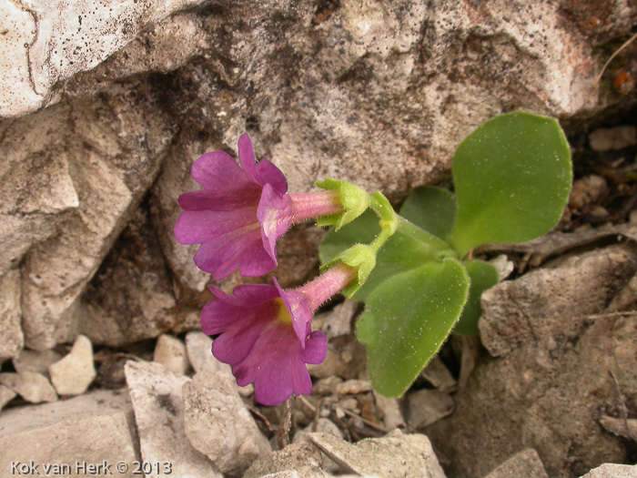 Xvallarsae (P. recubariensis X P. auricula ssp ciliata)