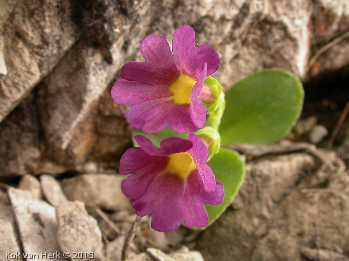 Xvallarsae (P. recubariensis X P. auricula ssp ciliata)