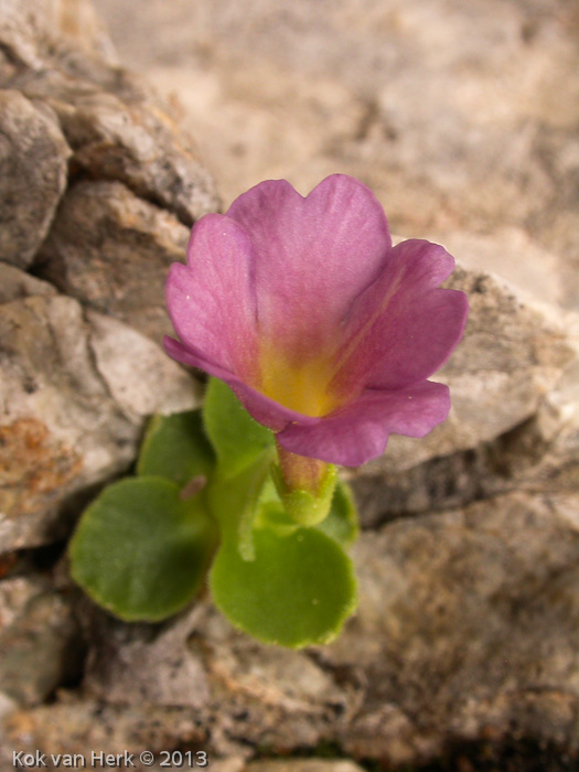 Xvallarsae (P. recubariensis X P. auricula ssp ciliata)