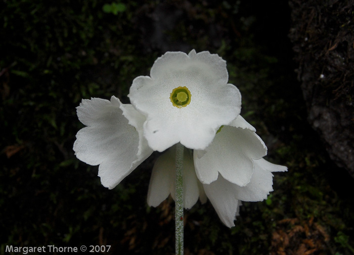 <i>Primula reidii </i>