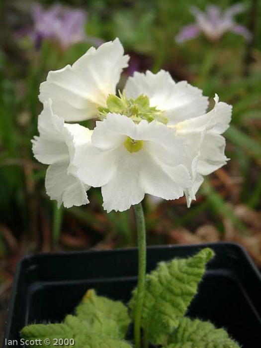 <i>Primula reidii var. williamsii </i>