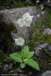 <i>Primula reidii </i>