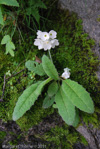 <i>Primula reidii </i>