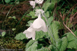 <i>Primula reidii </i>