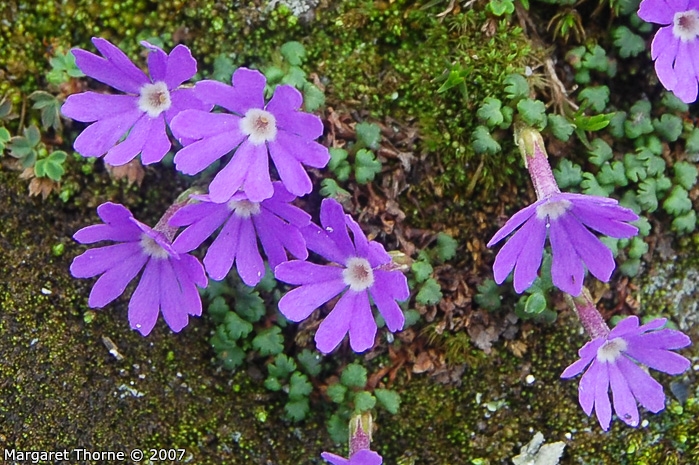 <i>Primula reptans </i>