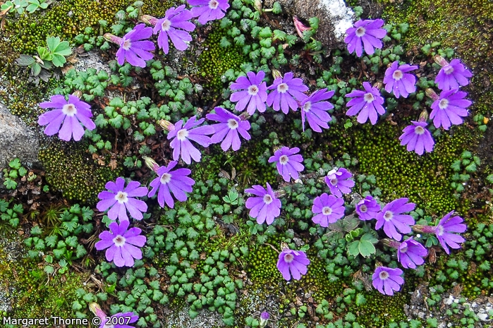 <i>Primula reptans </i>