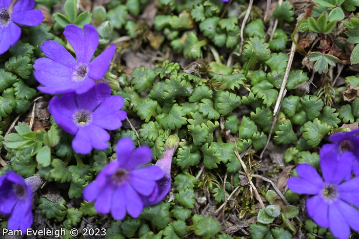<i>Primula reptans </i>