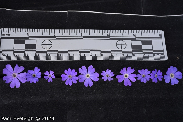 <i>Primula reptans </i>