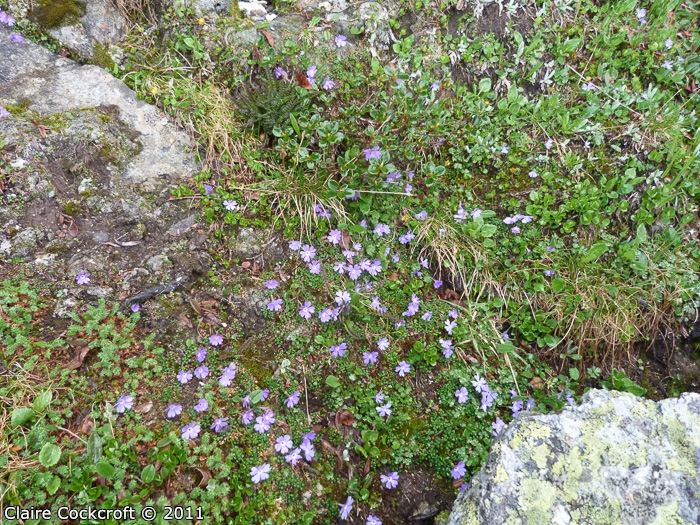 <i>Primula reptans </i>