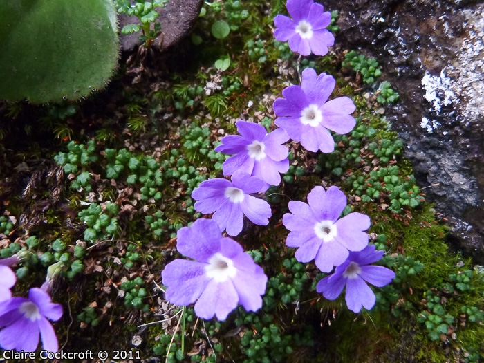 <i>Primula reptans </i>