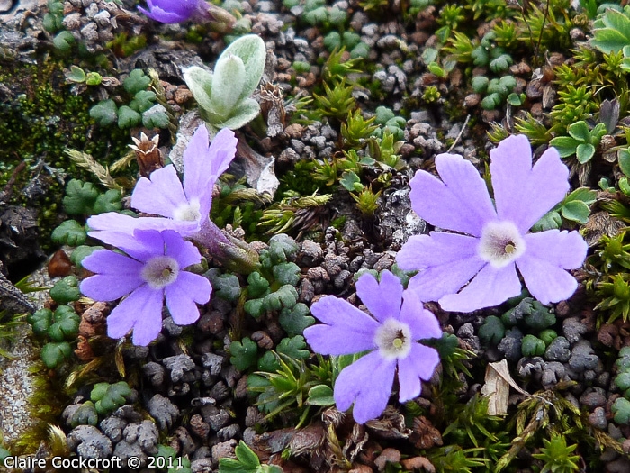 <i>Primula reptans </i>