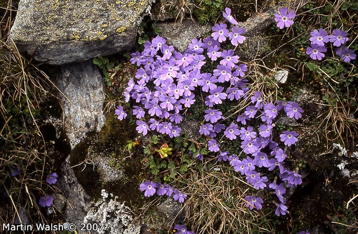 <i>Primula reptans </i>