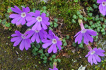 <i>Primula reptans </i>