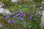 <i>Primula reptans </i>