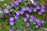<i>Primula reptans </i>