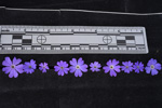 <i>Primula reptans </i>