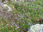 <i>Primula reptans </i>