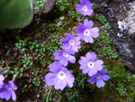 <i>Primula reptans </i>