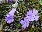 <i>Primula reptans </i>