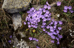<i>Primula reptans </i>