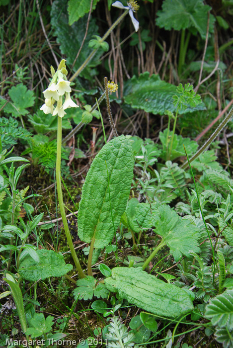 Primula reticulata