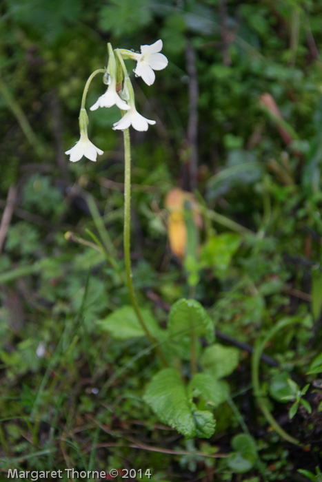 Primula reticulata