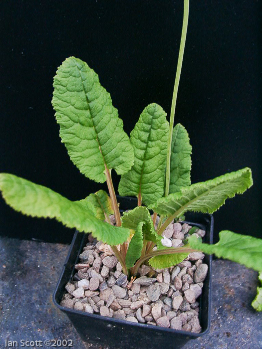 Primula reticulata